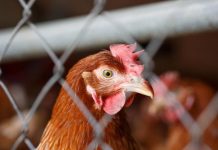Poultry welfare improved