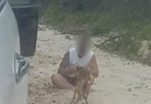 Tourist fined for feeding a dingo on Fraser Island