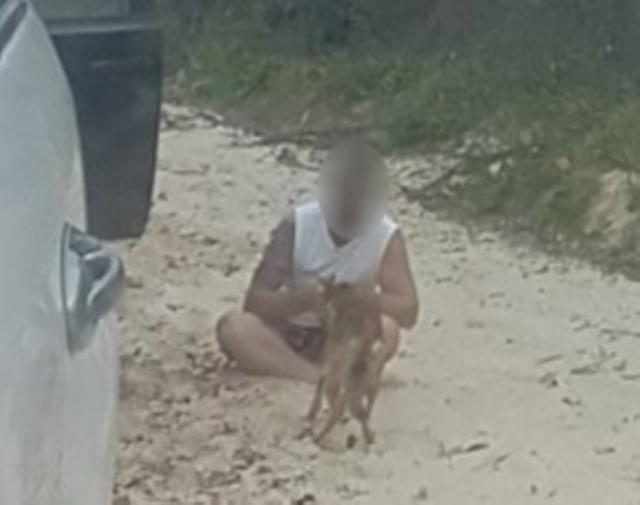 how many dingoes are left on fraser island