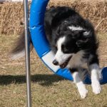 dogs_292141_03.jpg