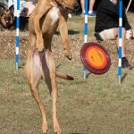 dogs_292141_04.jpg