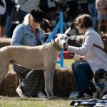 dogs_292141_07.jpg