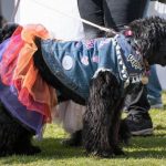 dogs_292141_08.jpg