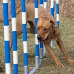 dogs_292141_10.jpg