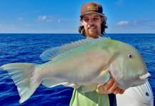 Northern species showing up