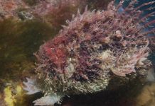 Aussie’s unique marine life