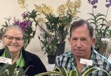 For the love of orchids