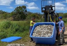 Oyster restoration begins
