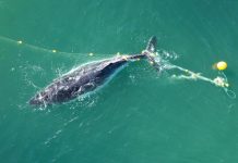 Trapped whale sparks call for shark net end