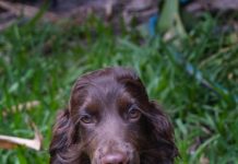 Time to register your dog