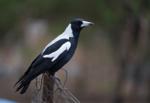 Tips to stay safe this bird swooping season