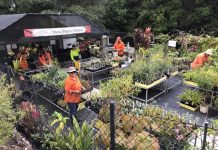 Plant sale and Sunday music