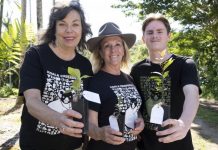 Hopes high for koala survival