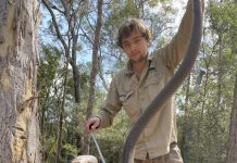 What does snake season mean for Noosa locals?