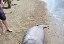 Dugong ’likely’ died from starvation, La Nina to blame