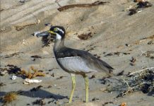 Waves of winged wonders arrive on the Sunshine Coast