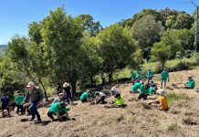 Forests are growing with trees for tourism