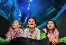 Night creatures are taking centre stage