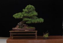 Bonsai spectacular is back