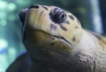 Turtles tagged for science