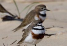 Bird’s eye view on threatened shorebirds