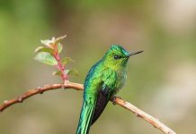 Discover birds of South America