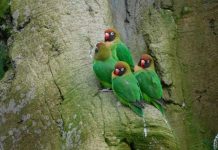 Bird counting for the nation