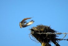 Springtime for ospreys