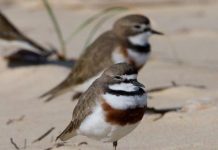 Enter the Flyosphere: threatened seabirds