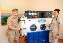 Donald the koala recovers after car collision in Doonan