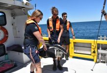 Endangered green turtle ‘Elwood’ sets sail after 125 days in care