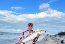 Good run of flathead in estuary