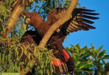 Time for Blue Care to reassess its priorities