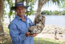 Oysters on the rocks