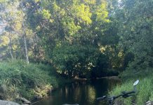 In search of the Shortcut