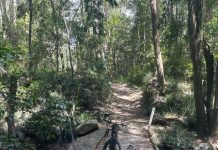 Up Ringtail without a paddle