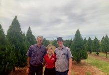 Kangaroos captivated by Christmas tradition