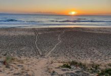 Turtley awesome scenes as season of wonder begins