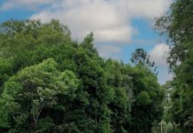 Cooroy Belli Creek Bridge open to traffic