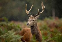 Wild deer decision expected