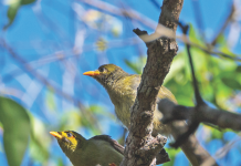 A new hinterland national park