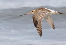 The heroes of the sandbars