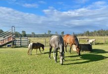 Travels of the Wondai saddler