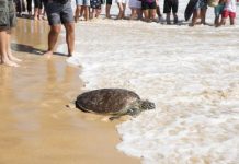 Four rehabilitated turtles released by SEA LIFE