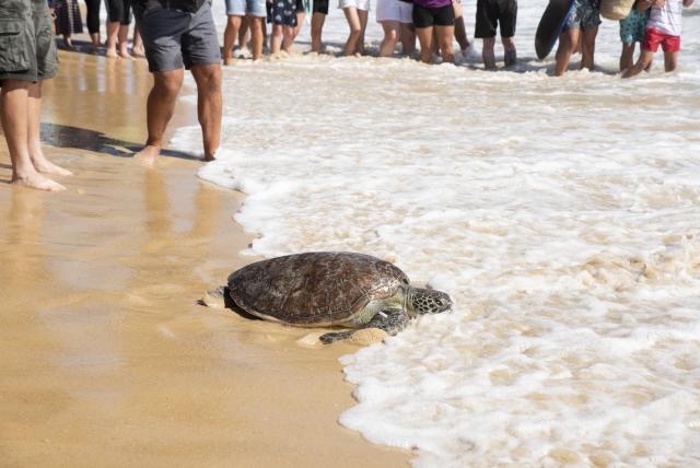 Turtle Release January 2023 SEA LIFE Sunshine Coast