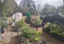 Noosa garden blooming