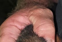 Rescued possum recovers