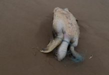 Turtle falls victim to fishing waste