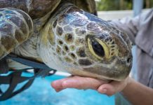 Spike in turtles with mystery shell disease