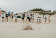 Tour de turtle: Mystery movements of ancient mariners revealed